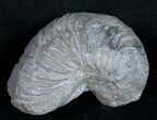 Gryphaea (Devil's Toenail) Fossil Oyster - Jurassic #9907-1